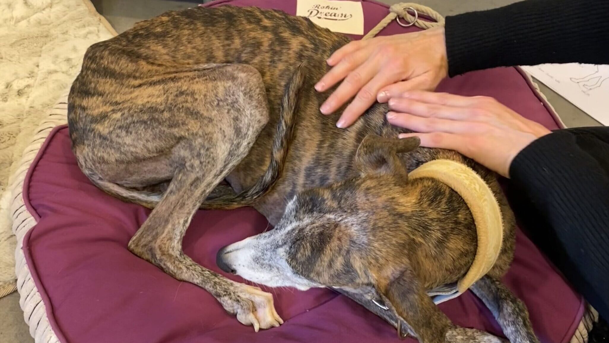 Massage Hund CH